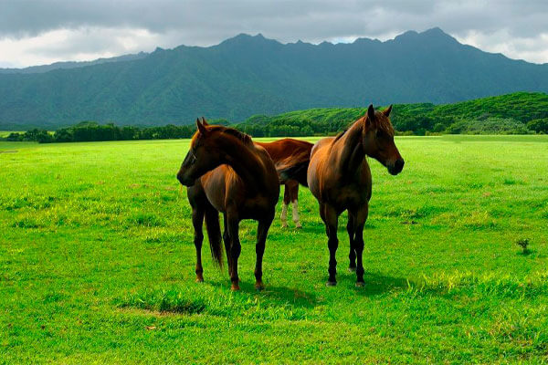 Катание на лошадях